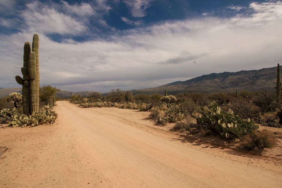 A scenic dirt road winds through the cacti-filled landscape of the Sonoran Desert in Arizona's summer.